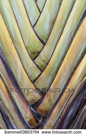 "Base of a Traveller's Palm (Ravenala madagascariensis), rare type of a fan palm, detail view" View Large Photo Image Picture - "Base of a Traveller's Palm (Ravenala madagascariensis), rare type of a fan palm, detail view". Fotosearch