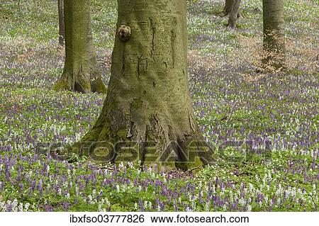"Base of the trunk of a beech (Fagus sylvatica) and flowering Hollow Larkspur (Corydalis cava), Hainich National Park, Thuringia, Germany, Europe" View Large Photo Image Stock Photograph - "Base of the trunk of a beech (Fagus sylvatica) and flowering Hollow Larkspur (Corydalis cava), Hainich National Park, Thuringia, Germany, Europe". Fotosearch