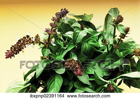Basil (Ocimum basilicum) in bloom View Large Photo Image Picture - Basil (Ocimum basilicum) in bloom. Fotosearch