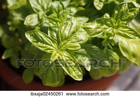 Basil (Ocimum basilicum) View Large Photo Image Stock Image - Basil (Ocimum basilicum). Fotosearch