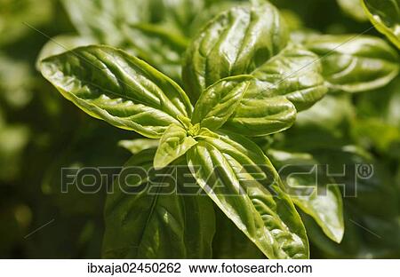 Basil (Ocimum basilicum) View Large Photo Image Stock Image - Basil (Ocimum basilicum). Fotosearch