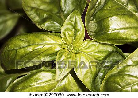 Basil (Ocimum basilicum) View Large Photo Image Stock Image - Basil (Ocimum basilicum). Fotosearch