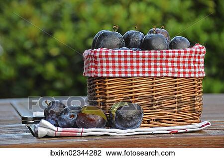 Basket of fresh plums View Large Photo Image Stock Image - Basket of fresh plums. Fotosearch
