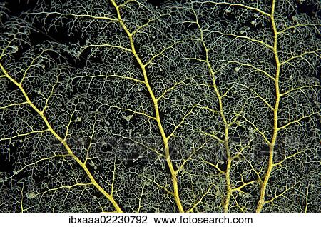 "Basket star (Gorgonocephalus caryi), Red Sea, Egypt, Africa" View Large Photo Image Stock Image - "Basket star (Gorgonocephalus caryi), Red Sea, Egypt, Africa". Fotosearch