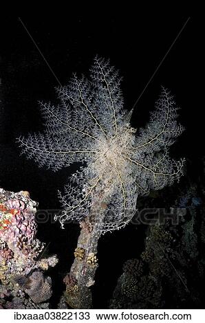 "Basket Star (Gorgonocephalus caryi), Red Sea, Egypt, Africa" View Large Photo Image Stock Image - "Basket Star (Gorgonocephalus caryi), Red Sea, Egypt, Africa". Fotosearch
