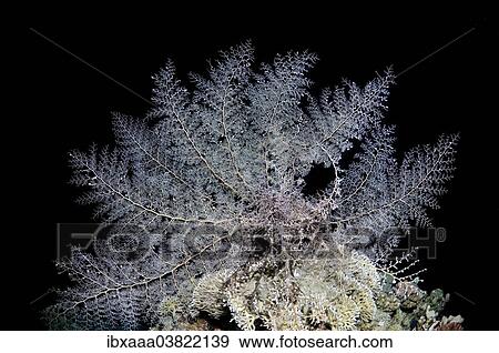 "Basket Star (Gorgonocephalus caryi), in night diving, Red Sea, Egypt, Africa" View Large Photo Image Stock Photo - "Basket Star (Gorgonocephalus caryi), in night diving, Red Sea, Egypt, Africa". Fotosearch