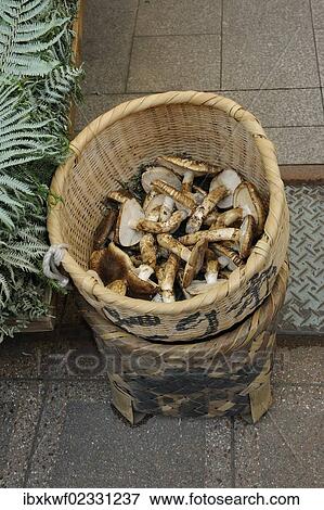 "Basket with mushrooms, matsutake, pine mushrooms (Tricholoma matsutake), very expensive, Teramachi-Dori, Kyoto, Japan, East Asia, Asia" View Large Photo Image Stock Photo - "Basket with mushrooms, matsutake, pine mushrooms (Tricholoma matsutake), very expensive, Teramachi-Dori, Kyoto, Japan, East Asia, Asia". Fotosearch