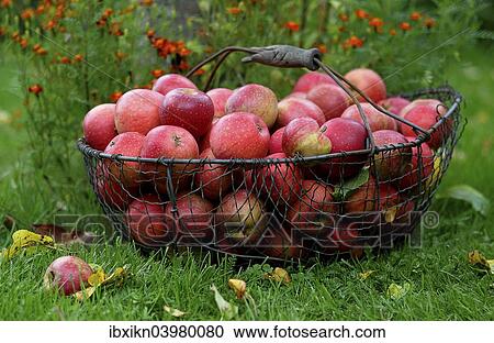 Basket with red apples and autumn leaves View Large Photo Image Stock Image - Basket with red apples and autumn leaves. Fotosearch