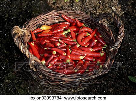 Basket with red chili peppers View Large Photo Image Picture - Basket with red chili peppers. Fotosearch
