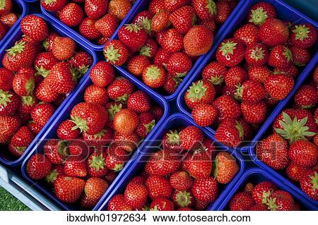 Baskets of strawberries at a market stall View Large Photo Image Picture - Baskets of strawberries at a market stall. Fotosearch