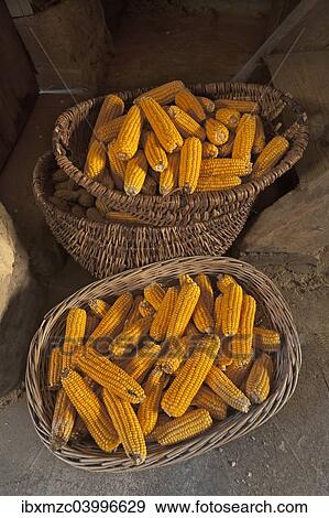 "Baskets with corn cobs (Zea mays subsp. mays) filled, Bavaria, Germany, Europe" View Large Photo Image Stock Photo - "Baskets with corn cobs (Zea mays subsp. mays) filled, Bavaria, Germany, Europe". Fotosearch