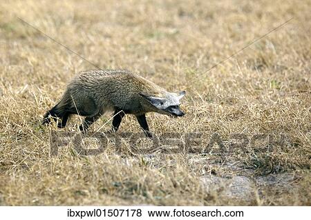 "Bat-eared Fox (Otocyon megalotis), Okavango Delta, Botswana, Africa" View Large Photo Image Stock Photo - "Bat-eared Fox (Otocyon megalotis), Okavango Delta, Botswana, Africa". Fotosearch