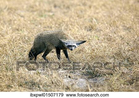 "Bat-eared Fox (Otocyon megalotis), Okavango Delta, Botswana, Africa" View Large Photo Image Stock Photo - "Bat-eared Fox (Otocyon megalotis), Okavango Delta, Botswana, Africa". Fotosearch