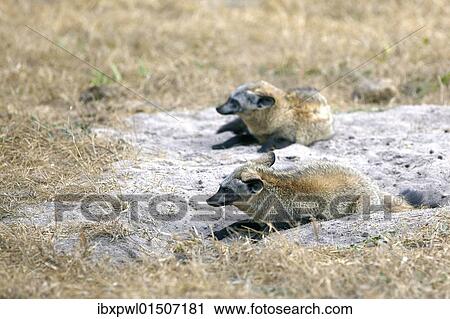 "Bat-eared Foxes (Otocyon megalotis), Okavango Delta, Botswana, Africa" View Large Photo Image Stock Image - "Bat-eared Foxes (Otocyon megalotis), Okavango Delta, Botswana, Africa". Fotosearch