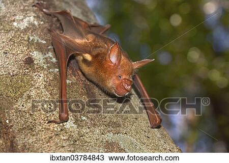"Bat, unidentifed species, Tsingy de Bemaraha, Madagascar, Africa" View Large Photo Image Stock Image - "Bat, unidentifed species, Tsingy de Bemaraha, Madagascar, Africa". Fotosearch