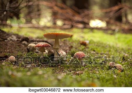 "Batch of Fly Agaric (Amanita muscaria), Germany, Europe" View Large Photo Image Stock Image - "Batch of Fly Agaric (Amanita muscaria), Germany, Europe". Fotosearch