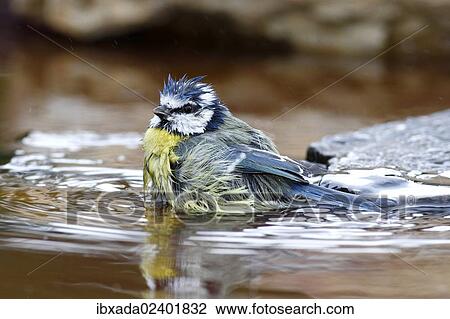 Stock Image - "Bathing Blue Tit (Parus caeruleus), Neunkirchen in Siegerland, North Rhine-Westphalia, Germany, Europe". Fotosearch