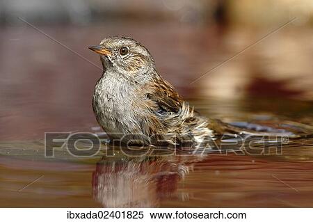 "Bathing Dunnock (Prunella modularis), Neunkirchen in Siegerland, North Rhine-Westphalia, Germany, Europe" View Large Photo Image Stock Photography - "Bathing Dunnock (Prunella modularis), Neunkirchen in Siegerland, North Rhine-Westphalia, Germany, Europe". Fotosearch