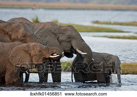 "Bathing Elephants (Loxodonta africana), Chobe National Park, Botswana, Africa" View Large Photo Image Stock Image - "Bathing Elephants (Loxodonta africana), Chobe National Park, Botswana, Africa". Fotosearch