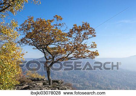 Stock Photo - "Battertfelsen rocks in autumn, Battert mountain, Schwarzwald, Baden-Baden, Baden-Wurttemberg, Germany, Europe". Fotosearch