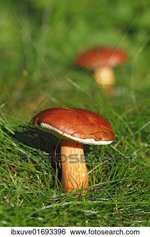 "Bay Bolete (Boletus badius), edible mushroom" View Large Photo Image Stock Photograph - "Bay Bolete (Boletus badius), edible mushroom". Fotosearch