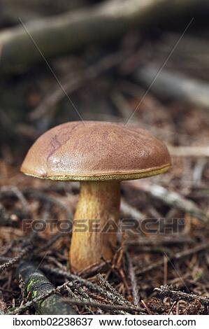 Stock Photo - "Bay Bolete (Boletus badius, syn. Xerocomus badius), an edible mushroom, Gummersbach, Oberbergischer Kreis district, North Rhine-Westphalia, Germany, Europe". Fotosearch
