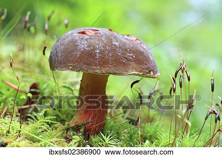 Stock Image - "Bay Bolete (Boletus badius, Xerocomus badius) with slug damage". Fotosearch