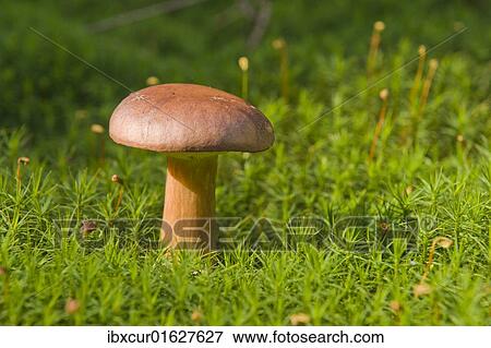 Bay Bolete mushroom (Xerocomus badius) View Large Photo Image Stock Photo - Bay Bolete mushroom (Xerocomus badius). Fotosearch