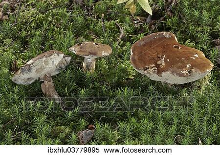 "Bay Bolete (Xerocomus badius), Baden-Wurttemberg, Germany, Europe" View Large Photo Image Stock Photography - "Bay Bolete (Xerocomus badius), Baden-Wurttemberg, Germany, Europe". Fotosearch