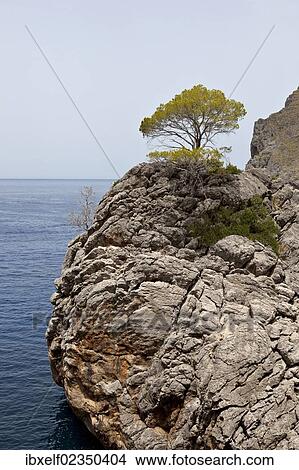 "Bay, coastal landscape in the north of Majorca, Mediterranean Sea, Spain, Europe" View Large Photo Image Picture - "Bay, coastal landscape in the north of Majorca, Mediterranean Sea, Spain, Europe". Fotosearch