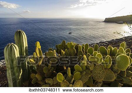 "Bay with cacti at front, Laguna de Santiago, La Gomera, Canary Islands, Spain, Europe" View Large Photo Image Stock Image - "Bay with cacti at front, Laguna de Santiago, La Gomera, Canary Islands, Spain, Europe". Fotosearch