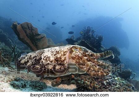 Stock Photograph - "Bbroadclub Cuttlefish (Sepia latimanus) over coral reef, Sabang Beach, Puerto Galera, Mindoro, Philippines, Asia". Fotosearch