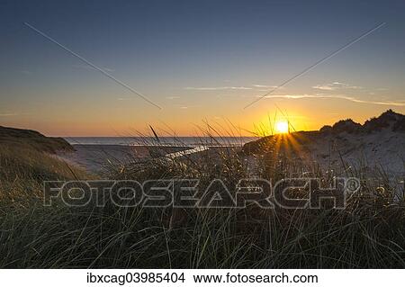 "Beach grass (Ammophila arenaria) in dunes in front of Henne Molle A estuary into the North Sea at sunset, Henne Strand, Region of Southern Denmark, Denmark, Europe" View Large Photo Image Picture - "Beach grass (Ammophila arenaria) in dunes in front of Henne Molle A estuary into the North Sea at sunset, Henne Strand, Region of Southern Denmark, Denmark, Europe". Fotosearch