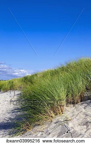 "Beach grass (Ammophila arenaria), Baltic Sea, Fischland-Zingst, Western Pomerania Lagoon Area National Park, Mecklenburg-Western Pomerania, Germany, Europe" View Large Photo Image Stock Photograph - "Beach grass (Ammophila arenaria), Baltic Sea, Fischland-Zingst, Western Pomerania Lagoon Area National Park, Mecklenburg-Western Pomerania, Germany, Europe". Fotosearch