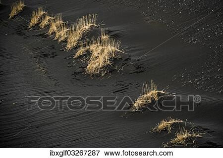 "Beach Grass (Ammophila sp. ) in black lava sand, Skeioararsandur, Southern Region, Iceland, Europe" View Large Photo Image Stock Photo - "Beach Grass (Ammophila sp. ) in black lava sand, Skeioararsandur, Southern Region, Iceland, Europe". Fotosearch