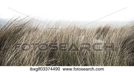 "Beach grass, Baltic Sea coast, Poel Island, Mecklenburg-Vorpommern, Germany, Europe" View Large Photo Image Stock Image - "Beach grass, Baltic Sea coast, Poel Island, Mecklenburg-Vorpommern, Germany, Europe". Fotosearch