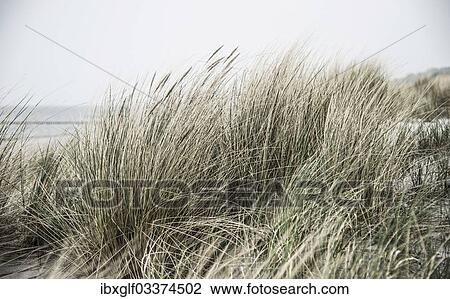 Stock Image - "Beach grass, Baltic Sea coast, Poel Island, Mecklenburg-Vorpommern, Germany, Europe". Fotosearch