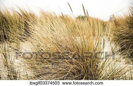 "Beach grass, Baltic Sea coast, Poel Island, Mecklenburg-Vorpommern, Germany, Europe" View Large Photo Image Stock Image - "Beach grass, Baltic Sea coast, Poel Island, Mecklenburg-Vorpommern, Germany, Europe". Fotosearch