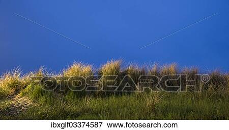 "Beach grass, Baltic Sea coast, Wustrow, Mecklenburg-Western Pomerania, Germany, Europe" View Large Photo Image Stock Photo - "Beach grass, Baltic Sea coast, Wustrow, Mecklenburg-Western Pomerania, Germany, Europe". Fotosearch