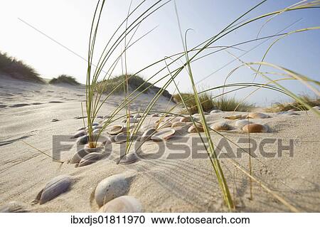 "Beach near Conil de la Frontera, Costa de la Luz, Andalusia, Spain, Europe" View Large Photo Image Stock Image - "Beach near Conil de la Frontera, Costa de la Luz, Andalusia, Spain, Europe". Fotosearch