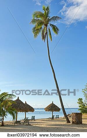 "Beach with a large palm tree and sun umbrellas, Mo'orea, French Polynesia, Oceania" View Large Photo Image Picture - "Beach with a large palm tree and sun umbrellas, Mo'orea, French Polynesia, Oceania". Fotosearch