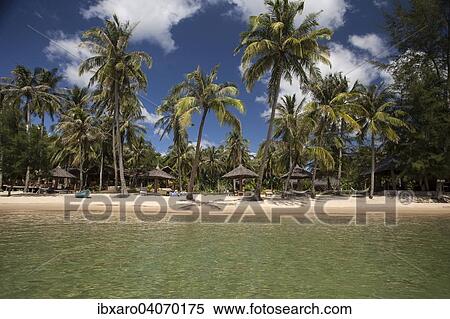 "Beach with coconut trees, Phu Quoc, Vietnam, Asia" View Large Photo Image Stock Photography - "Beach with coconut trees, Phu Quoc, Vietnam, Asia". Fotosearch