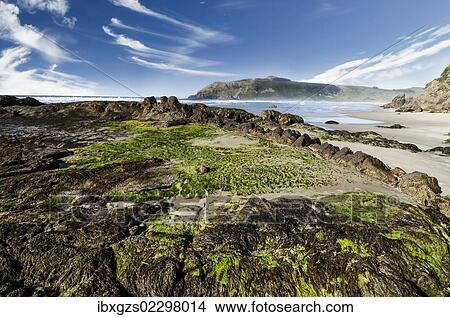 Picture - "Beach with green seaweed on the rocks at Hoopers Inlet, Otago Peninsula, South Island, New Zealand, Oceania". Fotosearch