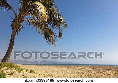 "Beach with palm tree, Fuerteventura, Canary Islands, Spain, Europe" View Large Photo Image Stock Photo - "Beach with palm tree, Fuerteventura, Canary Islands, Spain, Europe". Fotosearch