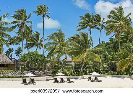"Beach with palm trees, Bora Bora, French Polynesia, Oceania" View Large Photo Image Stock Photo - "Beach with palm trees, Bora Bora, French Polynesia, Oceania". Fotosearch
