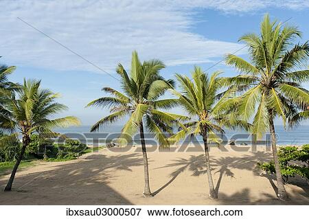 "Beach with palm trees, Indian Ocean, Negombo, Sri Lanka, Asia" View Large Photo Image Stock Photo - "Beach with palm trees, Indian Ocean, Negombo, Sri Lanka, Asia". Fotosearch