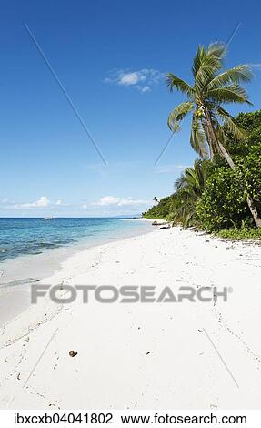 "Beach with palm trees, Vomo Island, Mamanuca Islands, Fiji, Oceania" View Large Photo Image Stock Image - "Beach with palm trees, Vomo Island, Mamanuca Islands, Fiji, Oceania". Fotosearch