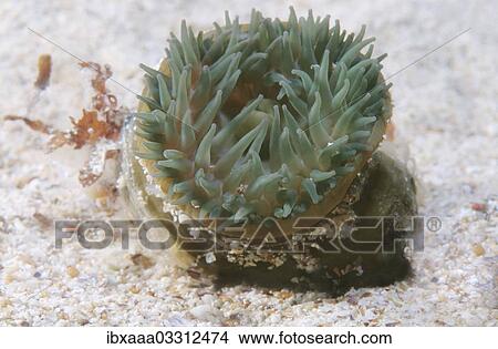 "Beadlet Anemone (Actinia equina), Black Sea, Crimea, Ukraine, Europe" View Large Photo Image Picture - "Beadlet Anemone (Actinia equina), Black Sea, Crimea, Ukraine, Europe". Fotosearch