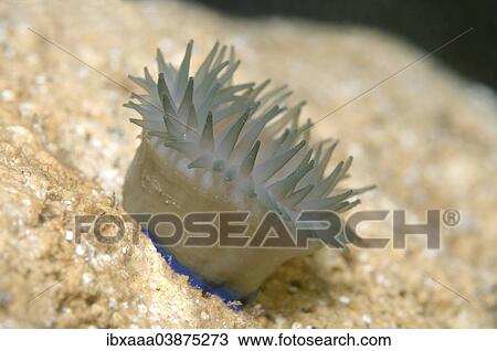 "Beadlet Anemone (Actinia equina), Black Sea, Crimea, Russia, Europe" View Large Photo Image Stock Image - "Beadlet Anemone (Actinia equina), Black Sea, Crimea, Russia, Europe". Fotosearch