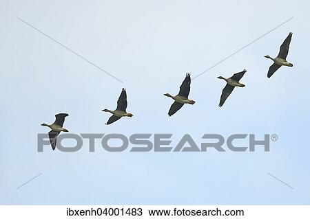 "Bean Geese (Anser fabalis), Brandenburg, Germany, Europe" View Large Photo Image Stock Image - "Bean Geese (Anser fabalis), Brandenburg, Germany, Europe". Fotosearch